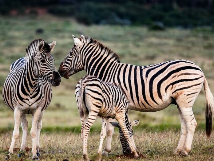 Where does Zebra meat belong? On the braai! Scrolla.Africa