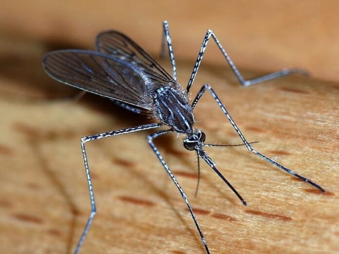 Dangerous mosquito detected in Kenya for the first time Scrolla.Africa