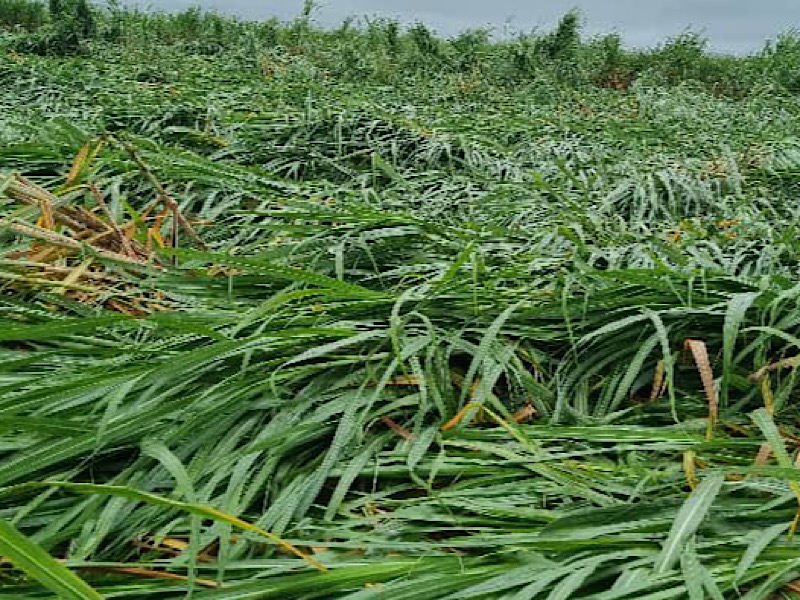 Cyclone Freddy on the rampage among Zim sugarcane farms - Scrolla.Africa