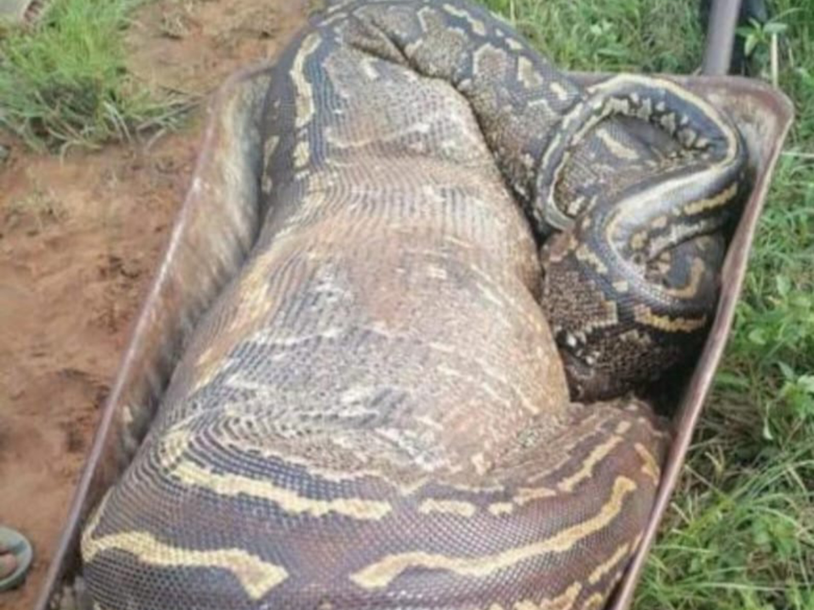 Giant goat-eating python killed by village boys - Scrolla.Africa
