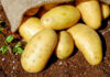Potatoes are no longer a daily meal for some families