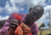 Limpopo man sells locusts to put food on the table
