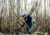 High costs and cheap imports threaten local sugar farmers