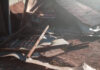 Red Ants destroy Mamelodi shacks and ruin small businesses