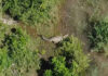 Crocodile with human remains pulled from river