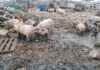 Khayelitsha man sells cheap pork to beat joblessness