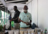 A crop that could replace maize meal is already on sale in Tzaneen