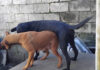 Philippi mother calls SPCA as dog food costs bite