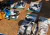 Police seize 16 guns and arrest 36 suspects