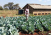 Fuel and seedling costs are squeezing this Limpopo farmer