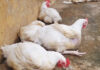 HIV drugs fed to chickens in shocking farming scandal