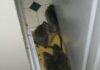 Leave our rat traps alone say township families