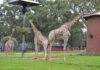 Joburg Zoo slashes entry fee to just R22