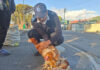 Cape Town chicken sellers fear festive season crackdowns